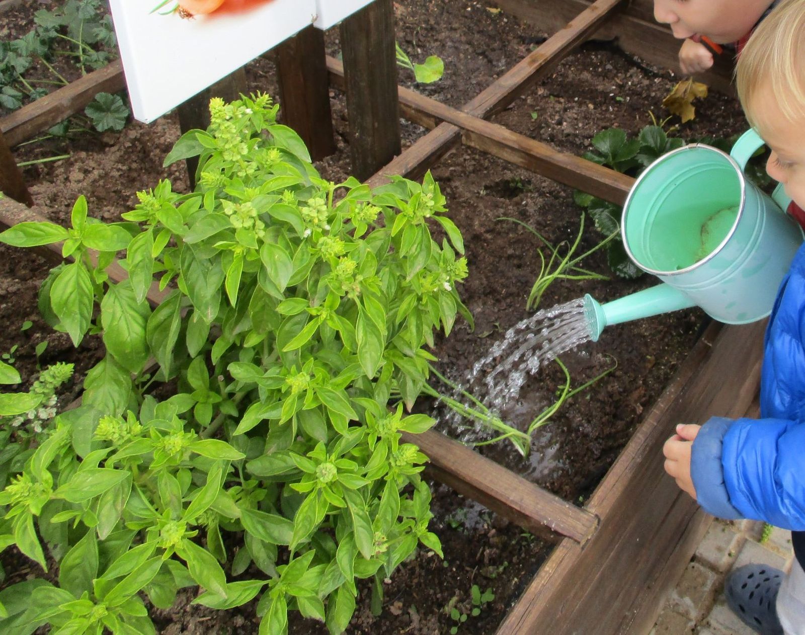 Cavall de catró_Escuela Verde.