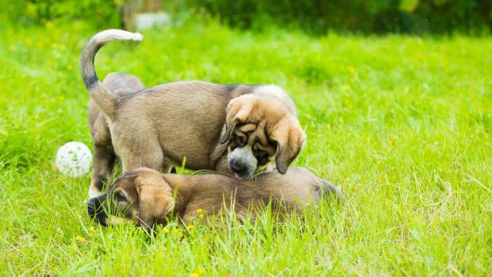 mastin español cachorro