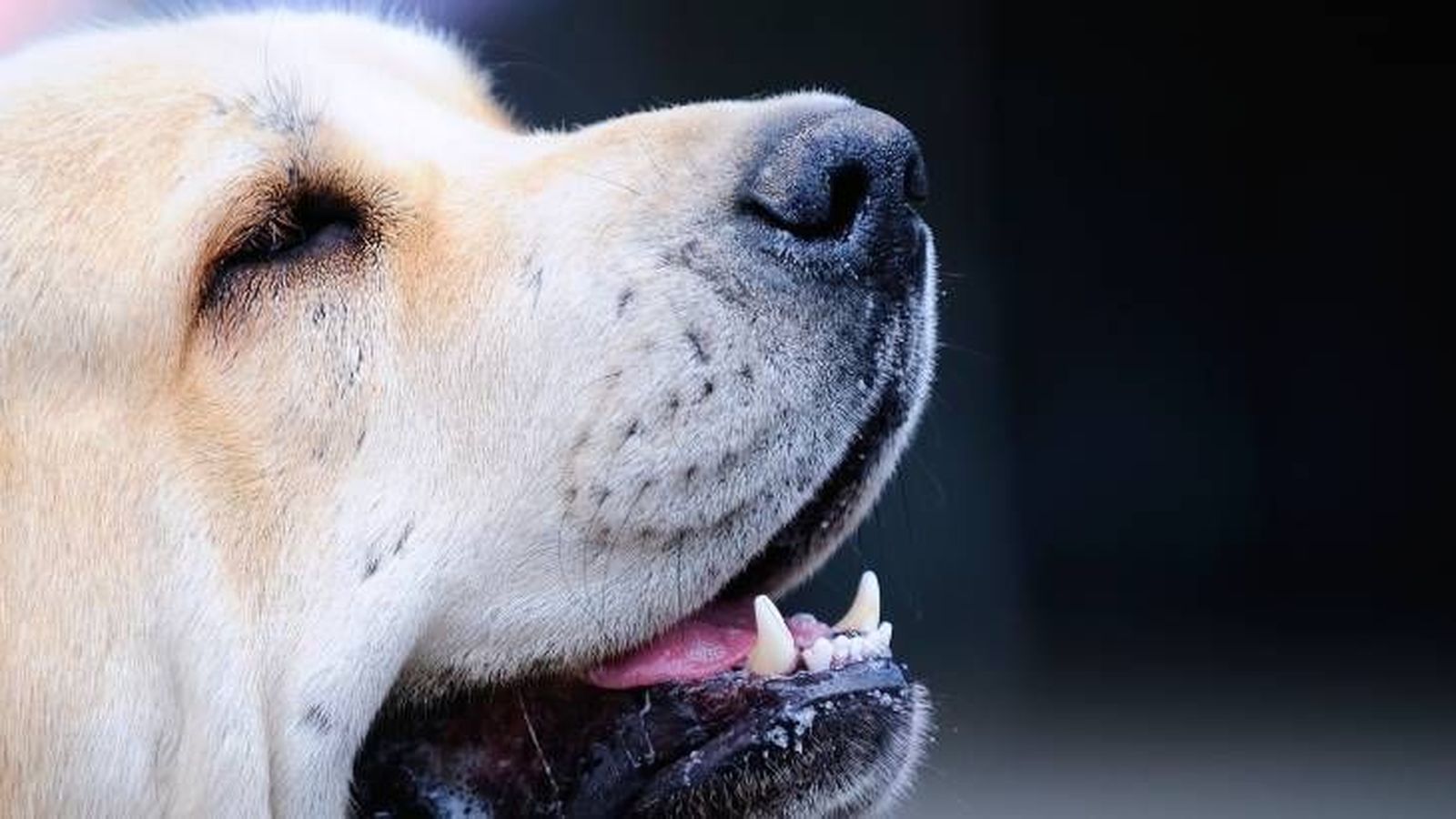 mastin español rasgos