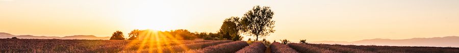 Banner atardecer campo lavanda